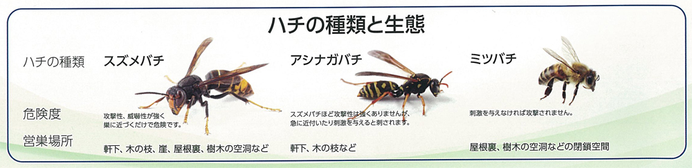 ハチの種類と生態